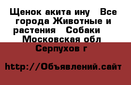 Щенок акита ину - Все города Животные и растения » Собаки   . Московская обл.,Серпухов г.